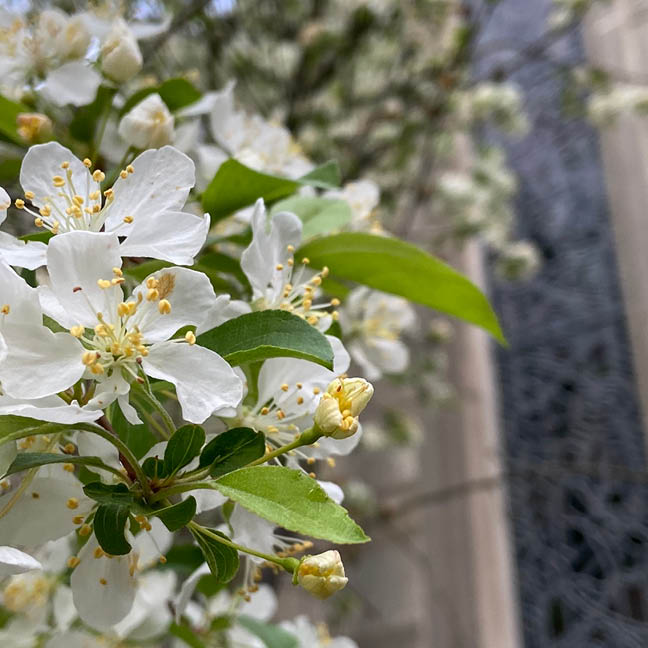 May Memorial Service

May 20, 7 &ndash; 8:30 PM | Chapel
Pre-Service Reception, 6 PM | Parlor
This special worship service is the focal point of an evening set aside to remember loved ones who have died.

Learn More
